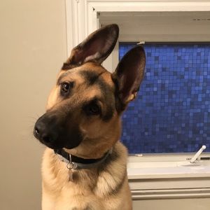 Meet your Posher, Rachel